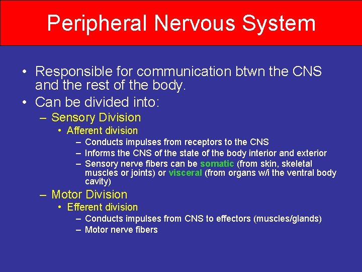 Peripheral Nervous System • Responsible for communication btwn the CNS and the rest of