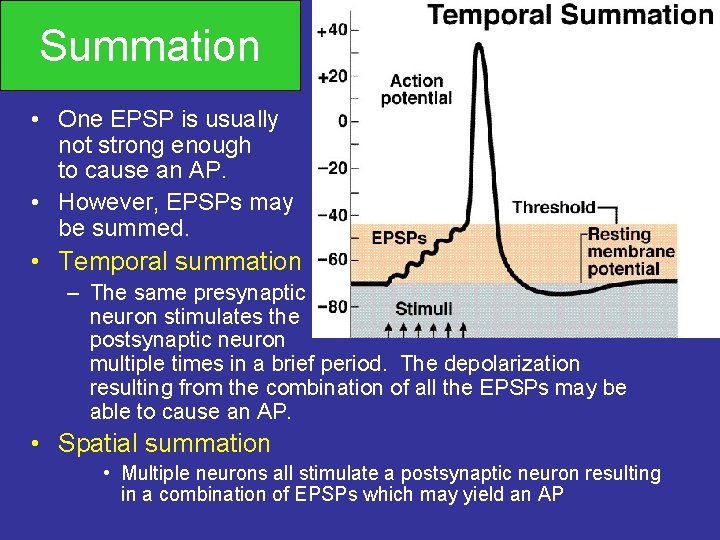 Summation • One EPSP is usually not strong enough to cause an AP. •