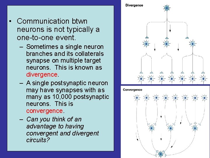 • Communication btwn neurons is not typically a one-to-one event. – Sometimes a