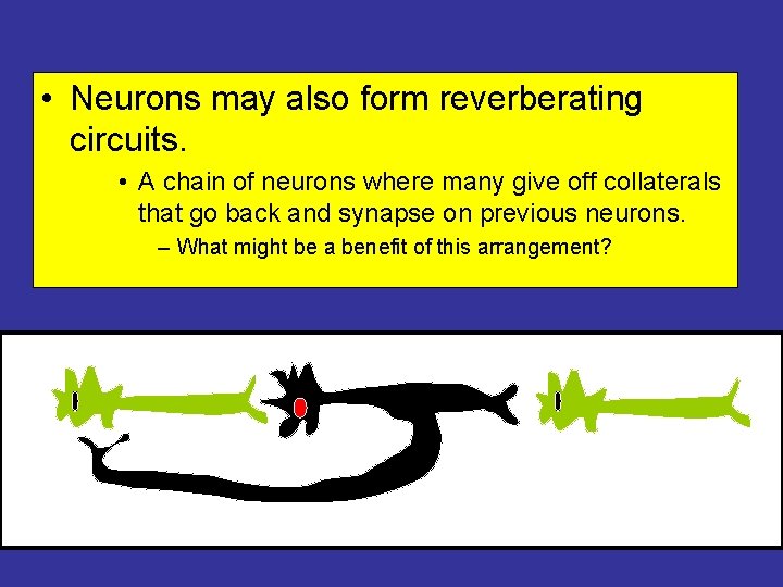  • Neurons may also form reverberating circuits. • A chain of neurons where