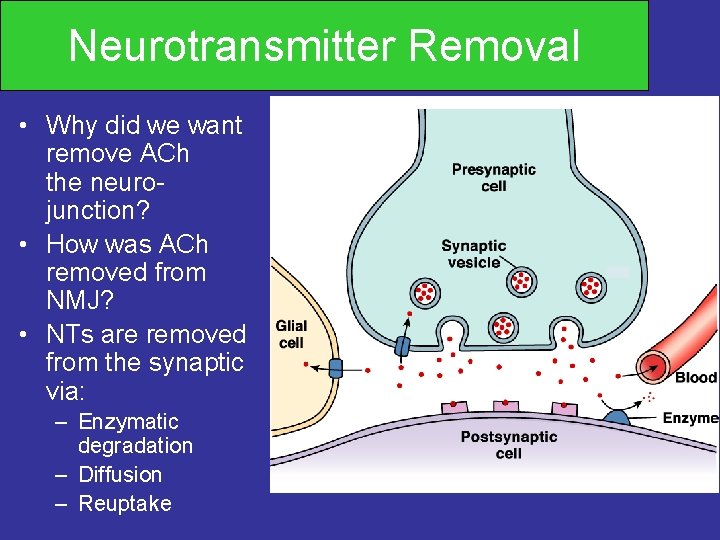 Neurotransmitter Removal • Why did we want remove ACh the neurojunction? • How was
