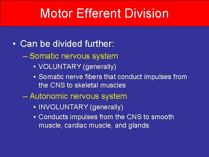 Motor Efferent Division • Can be divided further: – Somatic nervous system • VOLUNTARY
