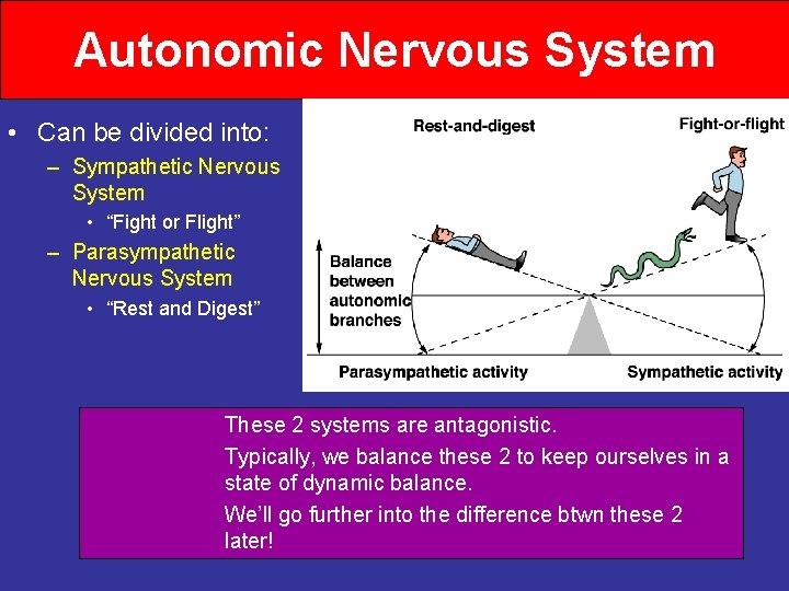 Autonomic Nervous System • Can be divided into: – Sympathetic Nervous System • “Fight