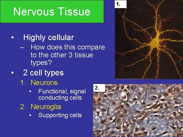 1. Nervous Tissue • Highly cellular – How does this compare to the other