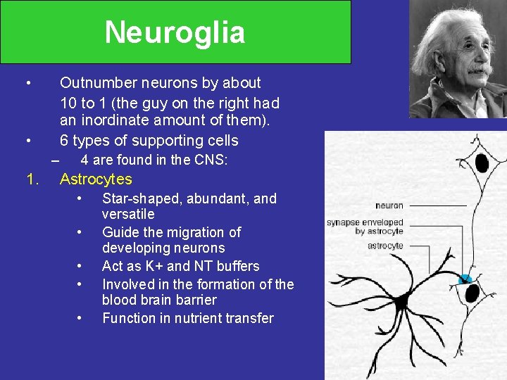 Neuroglia • Outnumber neurons by about 10 to 1 (the guy on the right