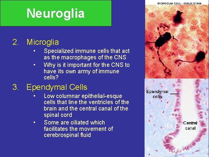 Neuroglia 2. Microglia • • Specialized immune cells that act as the macrophages of