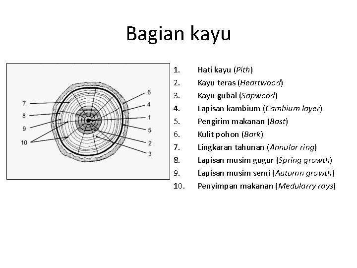 Bagian kayu 1. 2. 3. 4. 5. 6. 7. 8. 9. 10. Hati kayu