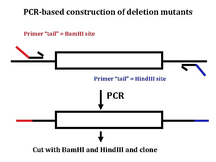 PCR-based construction of deletion mutants Primer “tail” = Bam. HI site Primer “tail” =