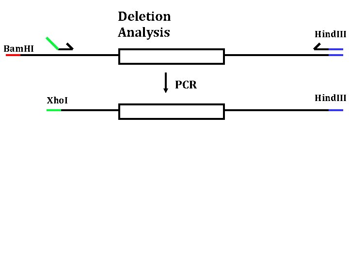 Deletion Analysis Hind. III Bam. HI PCR Xho. I Hind. III 