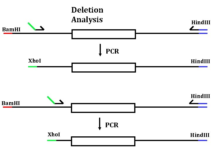 Deletion Analysis Hind. III Bam. HI PCR Xho. I Hind. III 