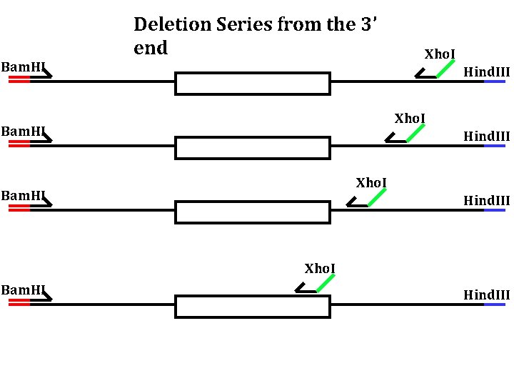 Bam. HI Deletion Series from the 3’ end Xho. I Hind. III Xho. I