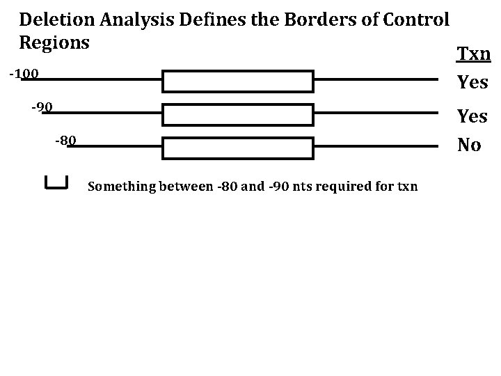 Deletion Analysis Defines the Borders of Control Regions -100 -90 Txn Yes No -80