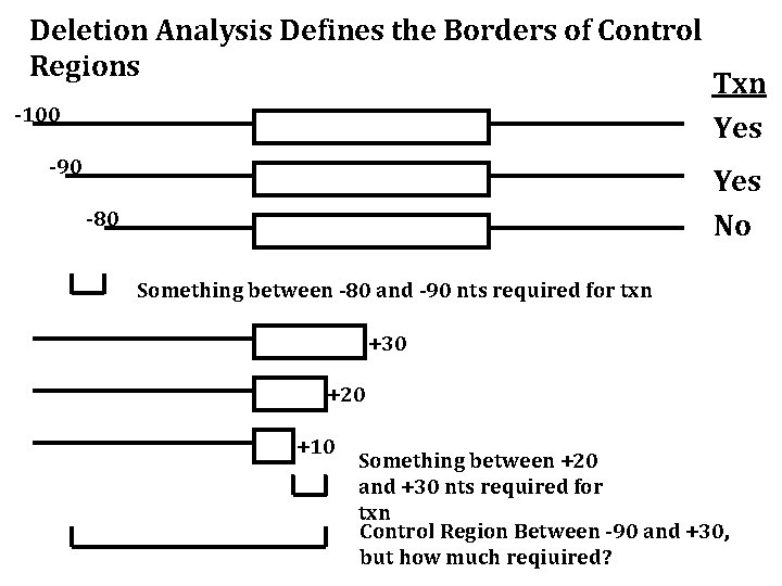 Deletion Analysis Defines the Borders of Control Regions -100 -90 Txn Yes No -80