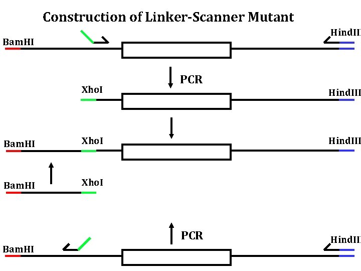 Construction of Linker-Scanner Mutant Hind. III Bam. HI Xho. I PCR Hind. III PCR