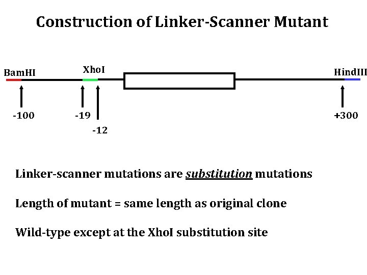 Construction of Linker-Scanner Mutant Bam. HI -100 Xho. I -19 Hind. III +300 -12