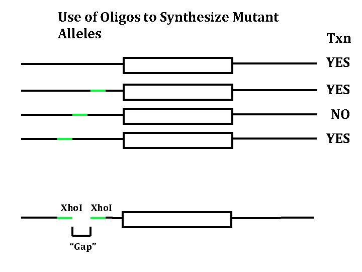 Use of Oligos to Synthesize Mutant Alleles Txn YES NO YES Xho. I “Gap”