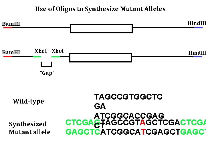 Use of Oligos to Synthesize Mutant Alleles Hind. III Bam. HI Xho. I Hind.