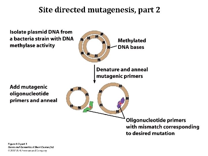 Site directed mutagenesis, part 2 