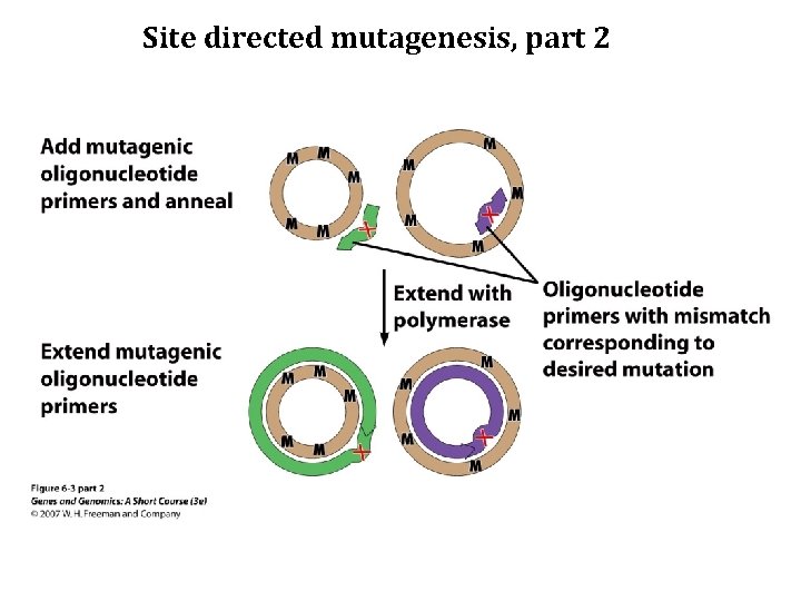 Site directed mutagenesis, part 2 