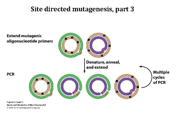 Site directed mutagenesis, part 3 