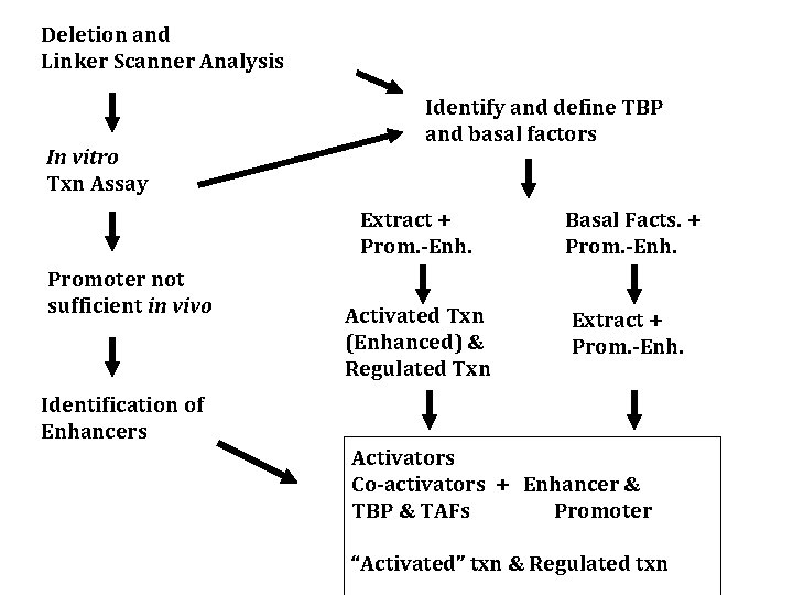 Deletion and Linker Scanner Analysis In vitro Txn Assay Promoter not sufficient in vivo