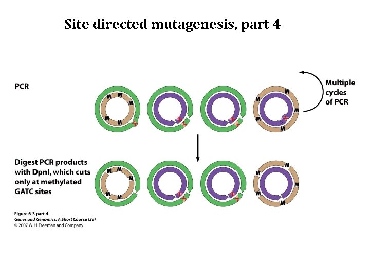 Site directed mutagenesis, part 4 