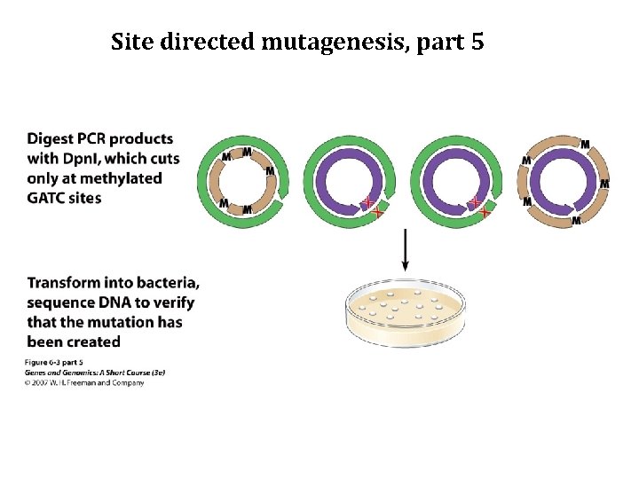 Site directed mutagenesis, part 5 