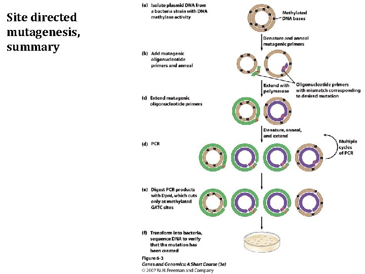 Site directed mutagenesis, summary 