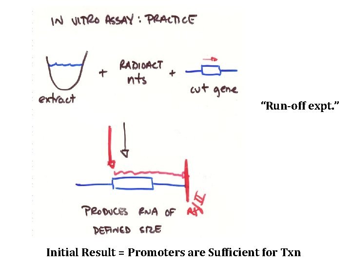 “Run-off expt. ” Initial Result = Promoters are Sufficient for Txn 