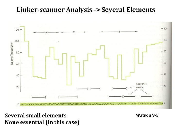 Linker-scanner Analysis -> Several Elements Several small elements None essential (in this case) Watson