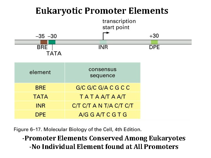 Eukaryotic Promoter Elements -Promoter Elements Conserved Among Eukaryotes -No Individual Element found at All