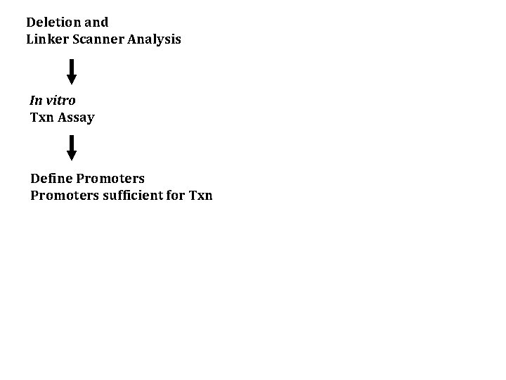 Deletion and Linker Scanner Analysis In vitro Txn Assay Define Promoters sufficient for Txn
