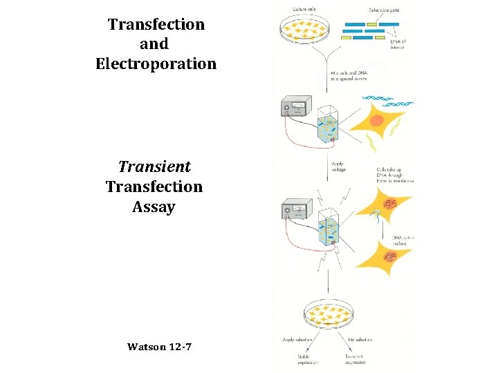 Transfection and Electroporation Transient Transfection Assay Watson 12 -7 
