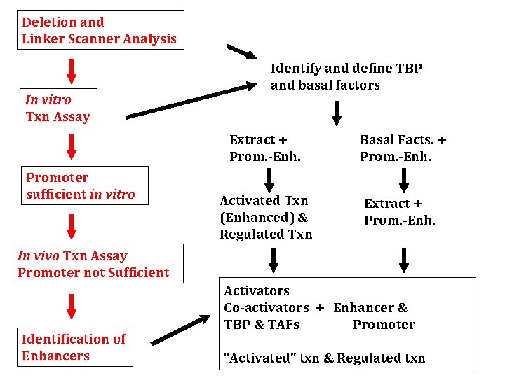 Deletion and Linker Scanner Analysis In vitro Txn Assay Promoter sufficient in vitro Identify