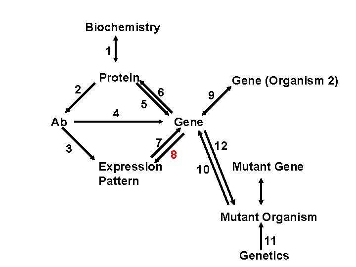 Biochemistry 1 2 Ab 3 Protein 4 5 Gene (Organism 2) 6 9 Gene
