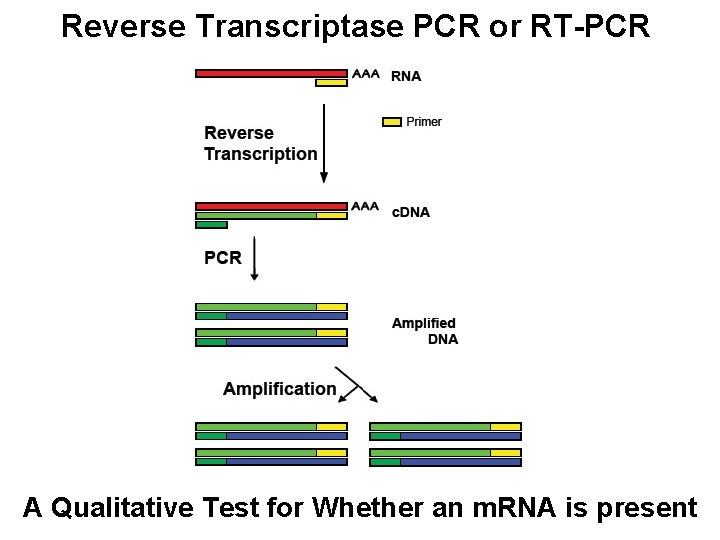 Reverse Transcriptase PCR or RT-PCR A Qualitative Test for Whether an m. RNA is