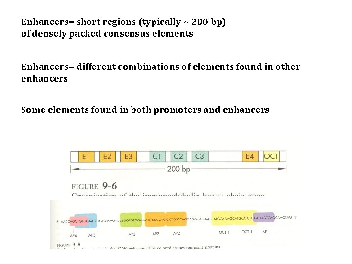Enhancers= short regions (typically ~ 200 bp) of densely packed consensus elements Enhancers= different