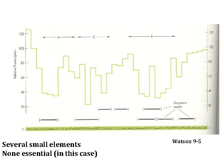 Several small elements None essential (in this case) Watson 9 -5 