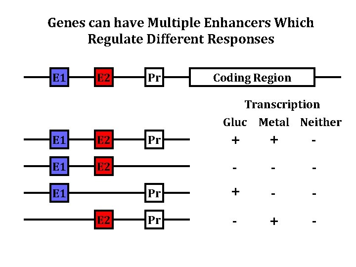 Genes can have Multiple Enhancers Which Regulate Different Responses E 1 E 2 Pr