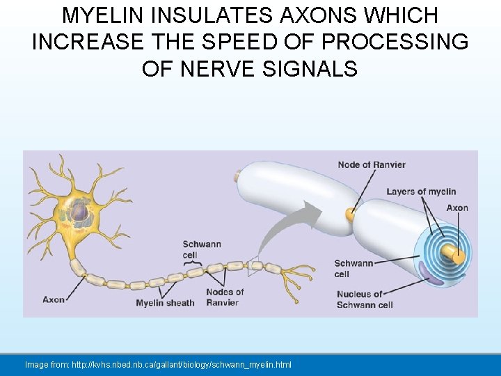 MYELIN INSULATES AXONS WHICH INCREASE THE SPEED OF PROCESSING OF NERVE SIGNALS Image from: