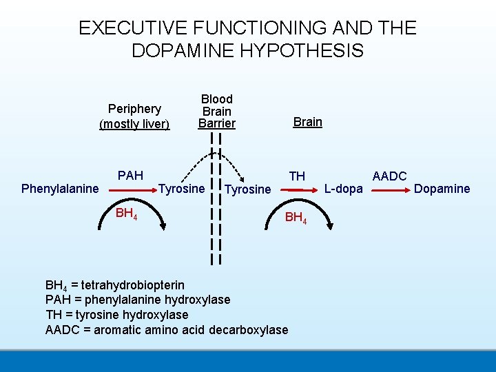 EXECUTIVE FUNCTIONING AND THE DOPAMINE HYPOTHESIS Periphery (mostly liver) Phenylalanine PAH BH 4 Blood