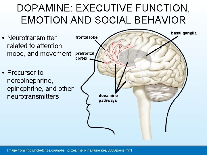 DOPAMINE: EXECUTIVE FUNCTION, EMOTION AND SOCIAL BEHAVIOR • Neurotransmitter related to attention, mood, and