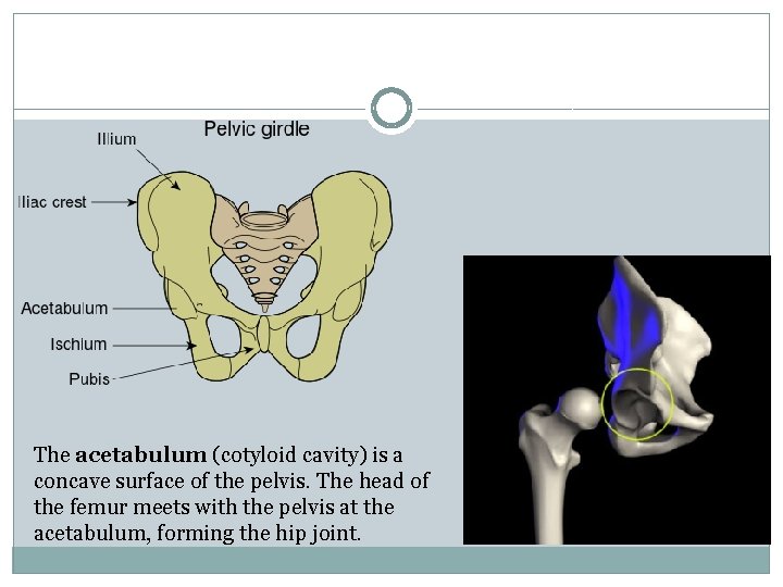 The acetabulum (cotyloid cavity) is a concave surface of the pelvis. The head of