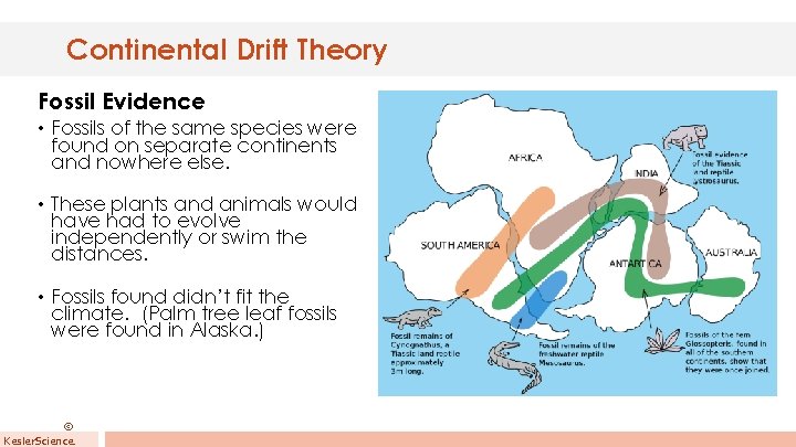 Continental Drift Theory Fossil Evidence • Fossils of the same species were found on