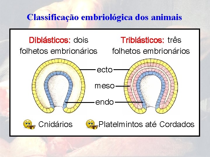 Classificação embriológica dos animais Diblásticos: dois folhetos embrionários Triblásticos: três folhetos embrionários ecto meso