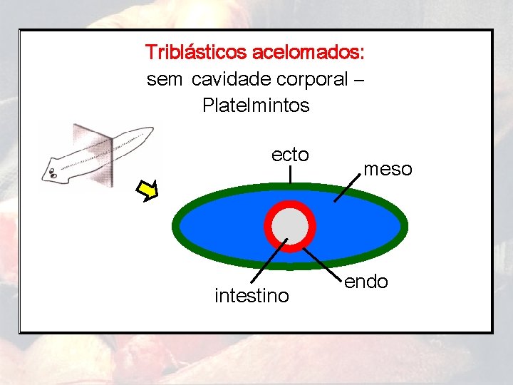 Triblásticos acelomados: sem cavidade corporal – Platelmintos ecto intestino meso endo 