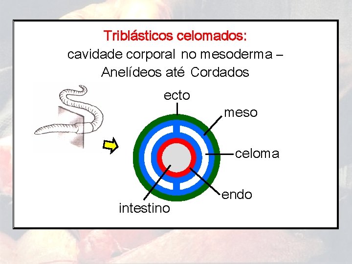 Triblásticos celomados: cavidade corporal no mesoderma – Anelídeos até Cordados ecto meso celoma intestino