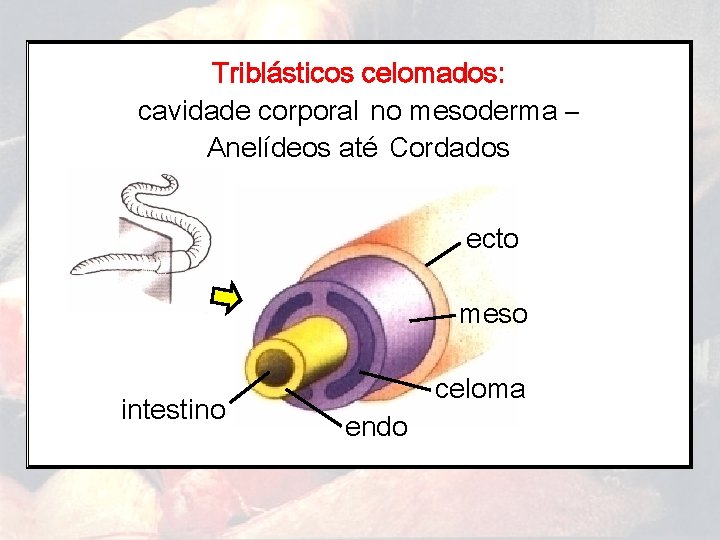 Triblásticos celomados: cavidade corporal no mesoderma – Anelídeos até Cordados ecto meso intestino celoma