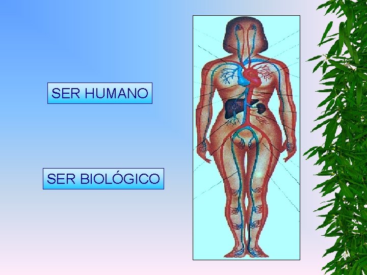 SER HUMANO SER BIOLÓGICO 