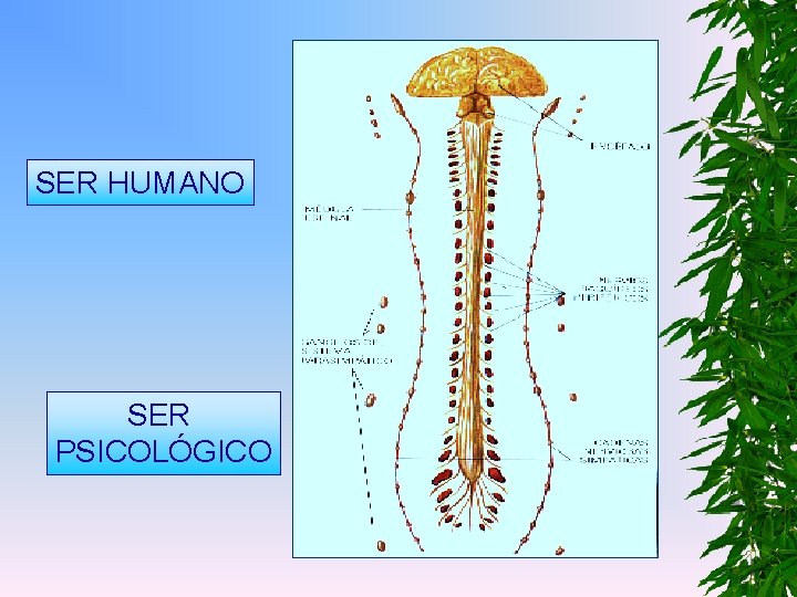 SER HUMANO SER PSICOLÓGICO 